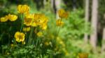 Wald-Scheinmohn