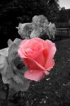 A Rosn