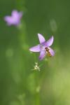 Rapunzelglockenblume mit Schwebfliege?