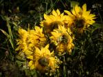 Sonnenblumen