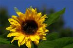 Sonnenblume