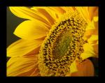 Sonnenblume 1