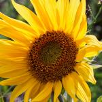 Sonnenblume_2