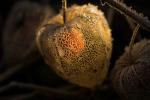 Physalis