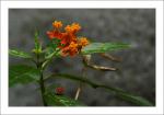 Blüten in der Masca-Schlucht