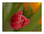 Tulpe II