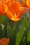 Tulpe-1