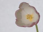Tulpenblüte 2