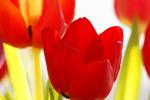 Tulpen_03