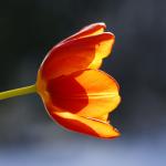 Tulpen_07