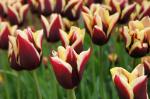 Tulpen