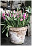 Tulpen zu verkaufen