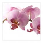 Orchidee - Var 2