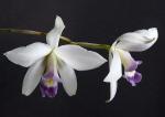 Laelia anceps veitchiana