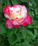 Zwillingsrose