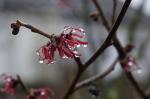 Hamamelis