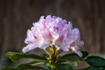 Rhododendren