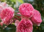 pinke Rose