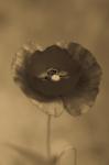 Mohn