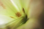 Amaryllis