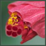 Hibiskus