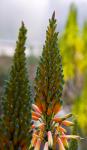 bot garten pflanze2