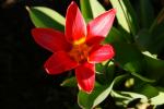 Tulpe