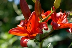 Rote Tigerlilie