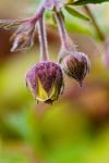 Frühling - Schärfe und Bokeh