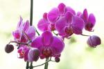 Orchidee