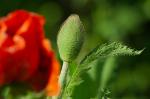 Mohn