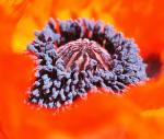 Mohn