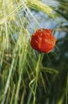 Wespe auf Mohn