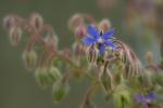 Blaue Blüte (Namen vergessen)