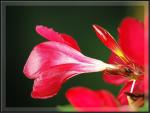 Oleander mit der D7D