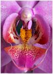 Orchidee 2