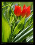 Rote Tulpen I
