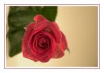 Rose mit tropfen