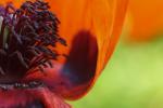 Mohn close up