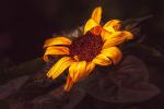 Sonnenblume