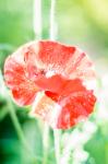 Mohn