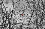 Apfel - Solitär