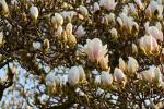 Magnolienblüte_2