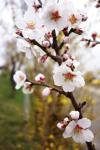 Mandelblüte in Gimmeldingen