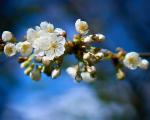 Frühling
