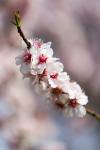 Mandelblüte in der Pfalz