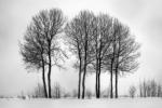 8 Bäume im Schnee
