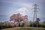Alter Kirschbaum mit Fuji