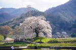 350 Jahre alter Kirschbaum in Japan