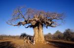 Baobab